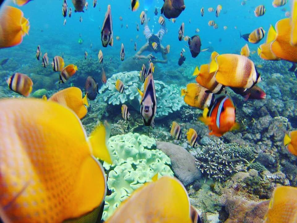 nusa lembongan snorkeling day trip