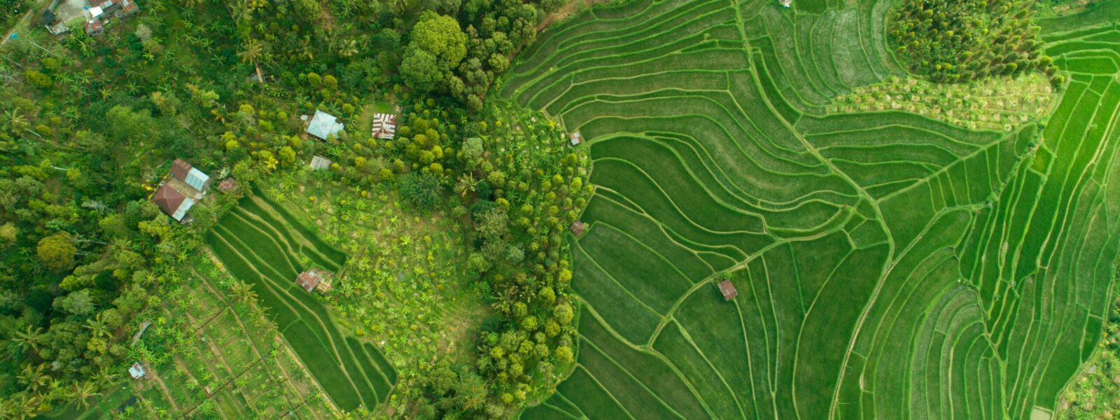 Ubud
