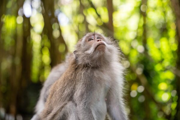 5-Days Bali: From Peaceful Highlands to Majestic Sea Temples